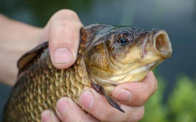 仲秋垂钓大鲫鱼,老师傅说应该这样打窝才能爆