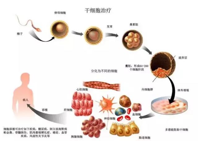 人体的“器官4S店”——干细胞