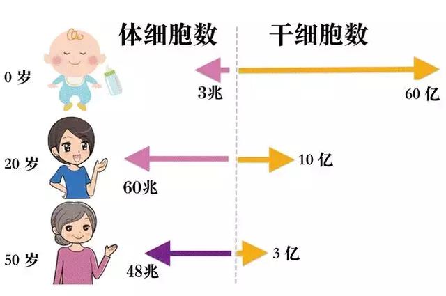 人体的“器官4S店”——干细胞