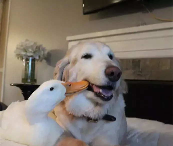 潮玩 | 吸猫吸狗?现在硬核年轻人都云吸鲨鱼了!