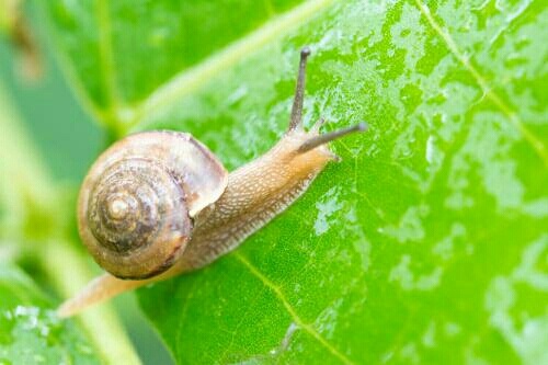 蜗牛吃什么食物?