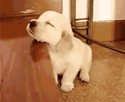 壁纸 动物 狗 狗狗 400_327 gif 动态图 动图