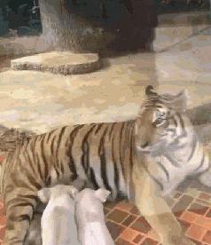 搞笑gif图:朋友婚礼上遇到的伴娘,孩子的名字我都想好