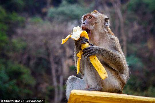 因水果糖分太多 澳大利亚墨尔本动物园让猴子