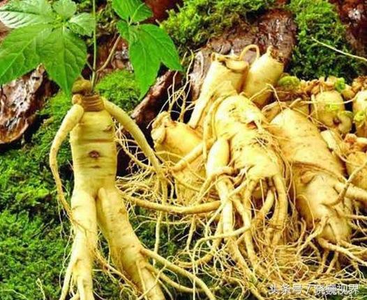 为什么都说人参会跑?还要系个红绳子?今天终