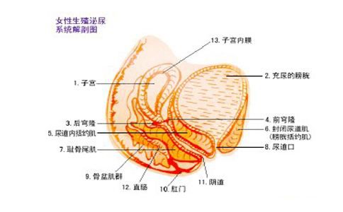 正常的女性尿道口在阴道口的上方,阴蒂的下方,有一个小孔