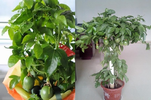 盆栽百香果如何过冬 盆栽百香果冬天的养殖方