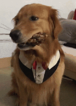 还有这只小柯基,默默等捡屎官把狗粮放好,再乖巧等一个ok的指令.