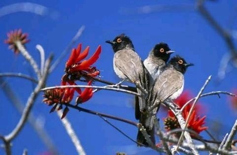 心理测试:4种动物,喜欢什么动物?测试你的性格