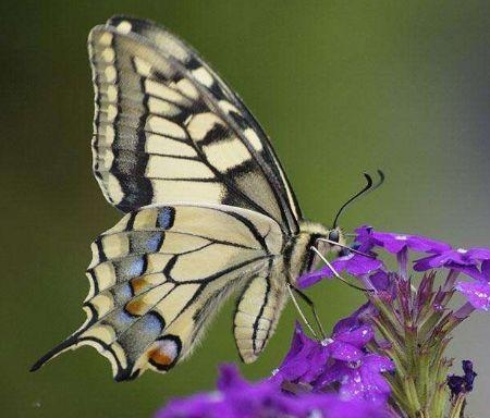 心理测试:选择你喜欢的蝴蝶,测你对另一半的颜