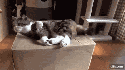 搞笑gif:原来纸箱才是喵星人的真爱!不信来看