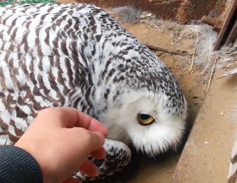 雪鸮在孵蛋,主人想摸一下,雪鸮:你想咋地,你替我