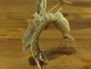 搞笑gif:下一部魂斗罗就由你来当主角了