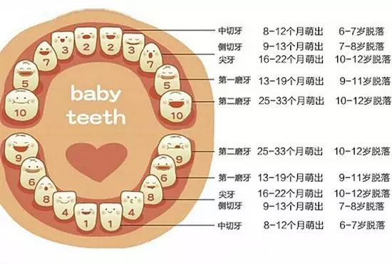宝宝换牙的情况你注意了吗?