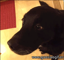 搞笑gif:苍天饶过谁!你偷拍的时候,人家也在偷拍你