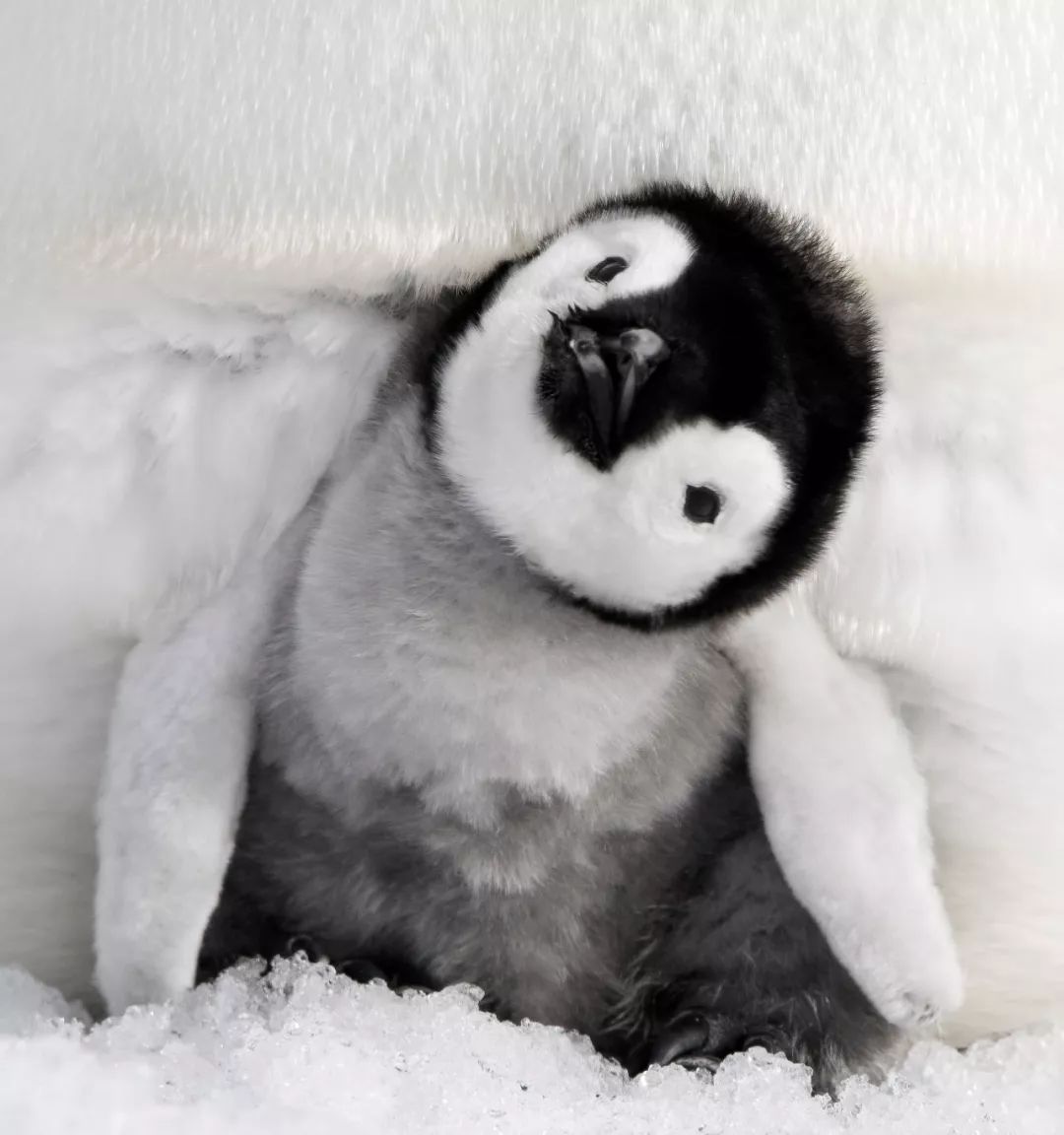 大长腿”版的“企鹅”你肯定没见过-yeeyi, image size:1080x1152