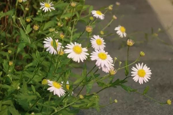 的植物泥鳅串,可以用来调理痔疮、崩漏下血等