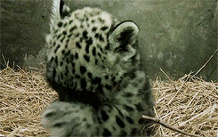 豹 豹子 壁纸 动物 桌面 245_154 gif 动态图 动图