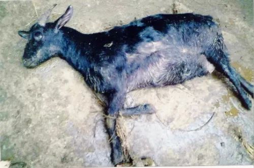 普法】羊群误食毒玉米丧命 投放人故意毁财被