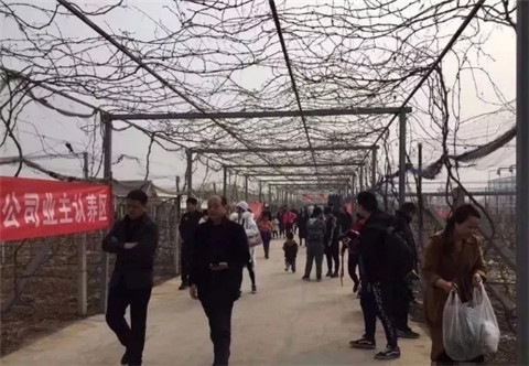 这个葡萄园疯了!用免费模式把葡萄免费吃还能