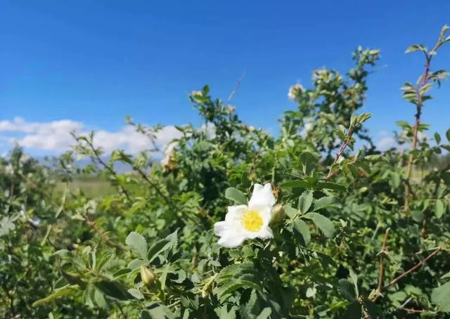 琥珀色的百花蜜?深琥珀色蜂蜜是什么蜜