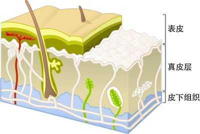 修复皮肤,微循环,预防和延缓皮肤衰老——皮肤真皮层