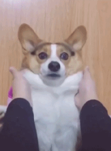 搞笑gif:小姐姐这么漂亮,还缺男朋友吗?