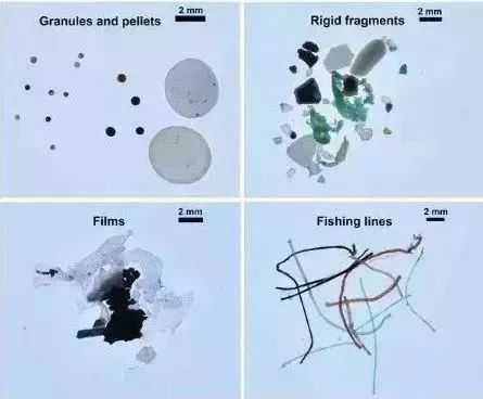 微塑料入侵人体?“塑料”吃人不再是玩笑话