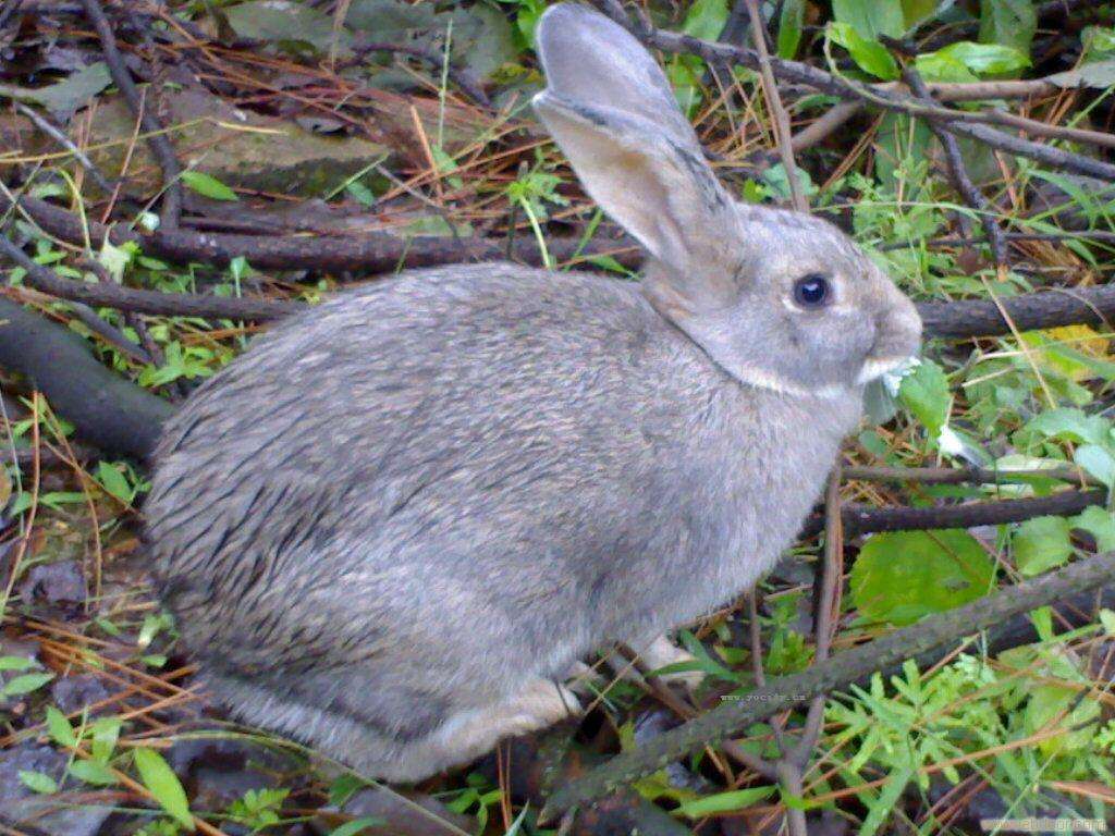 在看照相机的庄稼的狂放的野兔 库存照片. 图片 包括有 害虫, 重婚, 啮齿目动物, 敌意, 绿色, 诺福克 - 91972308