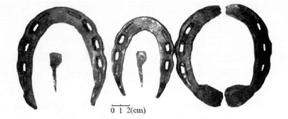 ▲马掌、驴掌和牛掌（从左至右）&nbsp;