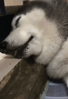 壁纸 动物 狗 狗狗 229_332 gif 动态图 动图