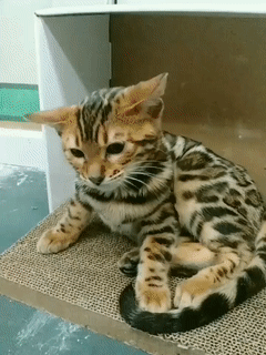 豹 豹子 壁纸 动物 猫 猫咪 小猫 桌面 240_320 竖版 竖屏 手机 gif