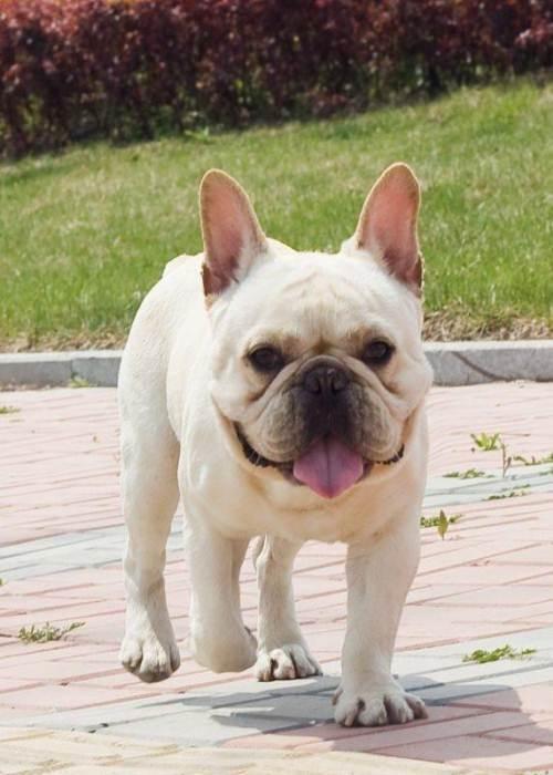 「番外篇」法国斗牛犬价格杂谈