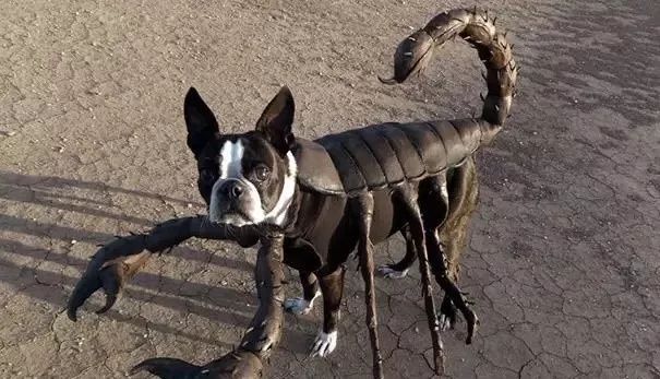 02   三 头 犬 这不是哈利波特里面的毛毛吗,三头犬!