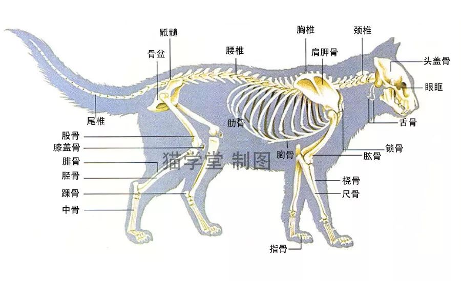 繁育人必修课:猫的骨骼结构图