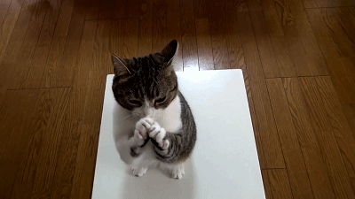 宠物gif图:主人带家里的猫跟狗一起去洗澡,猫的表情亮