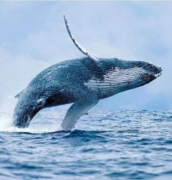 哪个国家可以看鲸鱼 735AAF31F1334D5F0EC538A1DA03A3DD26B0553C_size59_w564_h590.jpeg