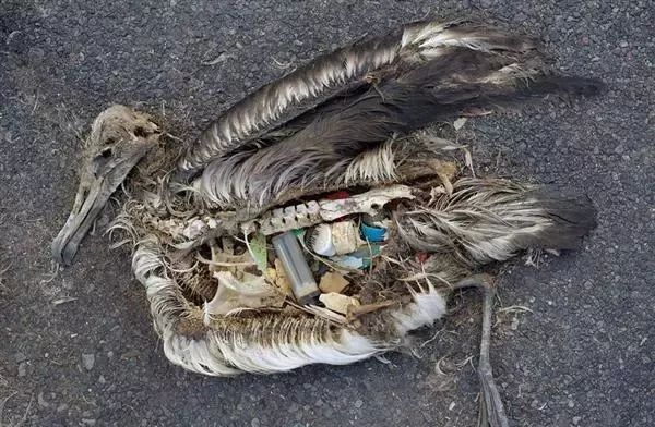 让海鸟吃瓶盖，海龟被塑料勒成s形:破坏环境，人类很擅长。