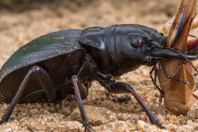 视频:能够咬死老鼠和蜥蜴的大王虎甲，不愧是非洲最凶猛的昆虫
