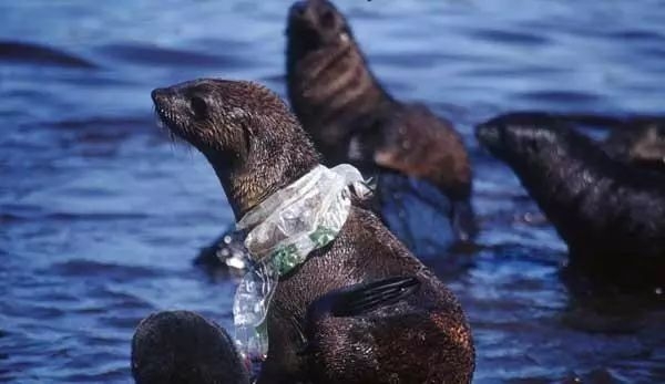 让海鸟吃瓶盖，海龟被塑料勒成s形:破坏环境，人类很擅长。