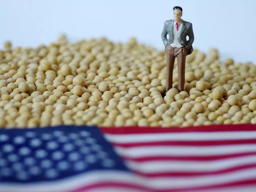 中国几乎停止进口美国大豆 美国农民亏太多不敢种了