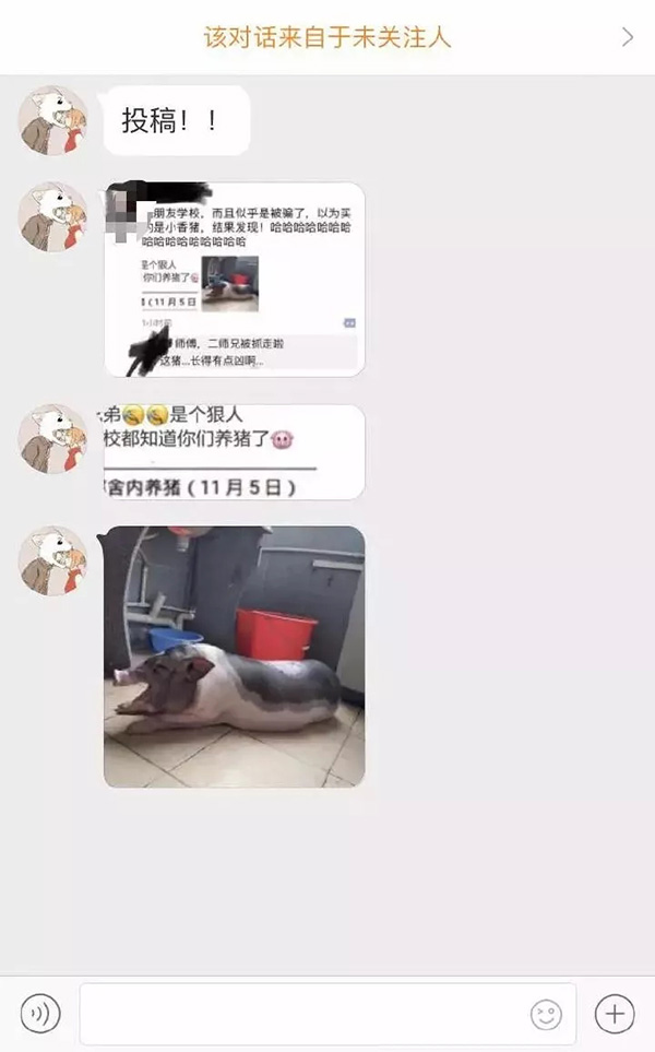 广东一大学生在宿舍养猪被通报批评