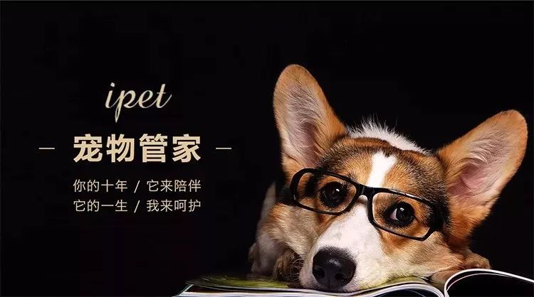 给宠物上医保？「ipet宠物管家」想一站式承包猫猫狗狗的吃喝玩乐 | 早起看早期