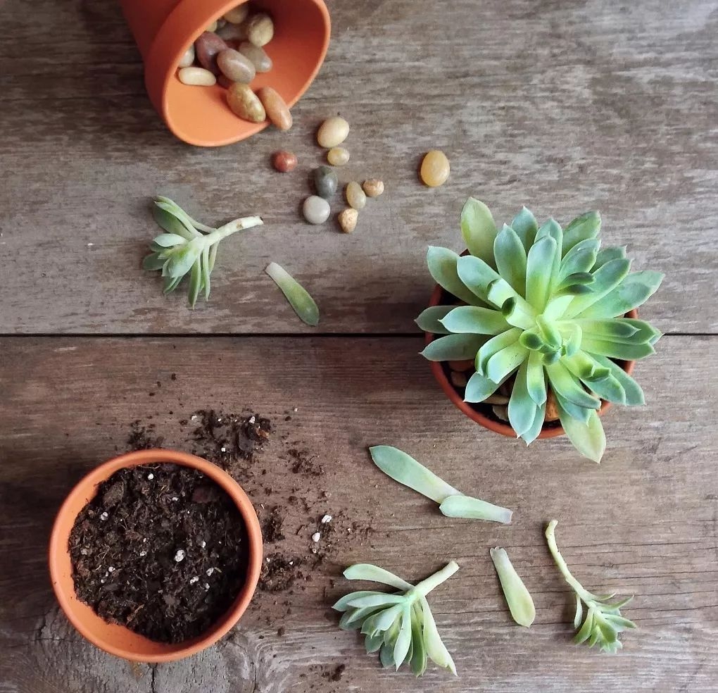 多肉越长越丑怎么办?来人,拖出去砍头