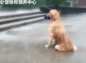 壁纸 动物 狗 狗狗 290_213 gif 动态图 动图
