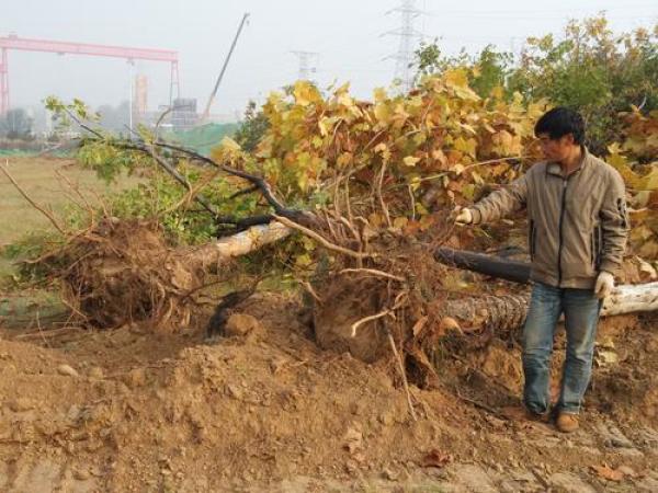 郑州景观林近500棵树一夜被挖 含多株16万元名贵树种