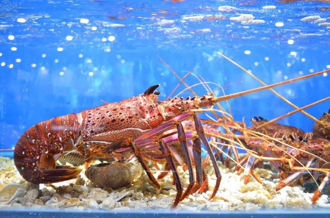 五种大龙虾怎么吃更好?花龙虾和其他大龙虾有