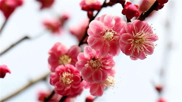 心理测试:图中哪朵梅花你最喜欢?测试你的职场天赋有多高?