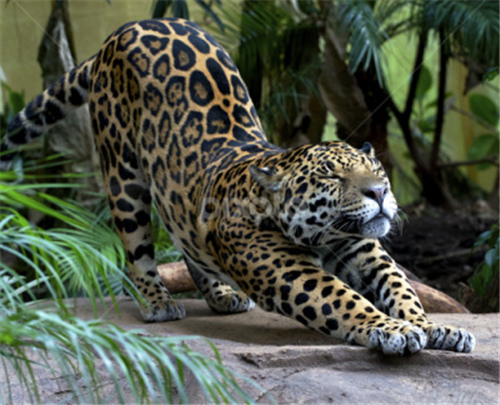 每日神段子丨判断渣男的一个小细节!