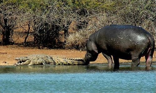 被大象拯救过的动物数不胜数,但是竟然没有想到大象会救鳄鱼